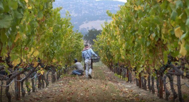 Jak krmit hrozny na podzim?